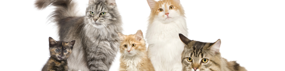 Mellows Cattery